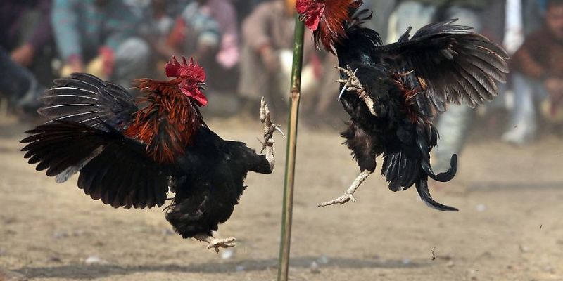 Đá Gà Cựa Sắt 99OK: Cách Chơi Và Mẹo Giành Chiến Thắng 4 Phân tích những yếu tố tác động