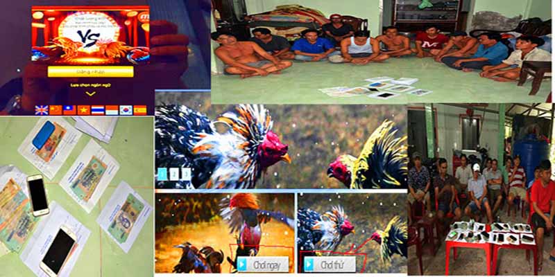 Đá Gà Mạng 99OK: Hướng Dẫn Thắng Lớn Tại Sàn Chọi Kê Online 4 Những loại hình chọi kê online