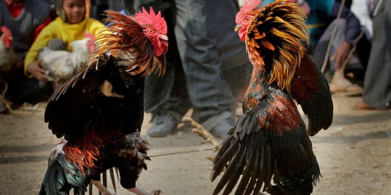 Đá Gà Thomo 99OK: Thế Giới Đá Gà Đặc Sắc Và Quyền Lực 3 Phân tích kỹ thuật trong đá gà Thomo