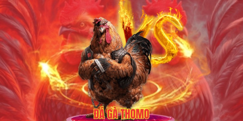 Đá Gà Thomo 99OK: Thế Giới Đá Gà Đặc Sắc Và Quyền Lực 4 Các rủi ro cần lưu ý