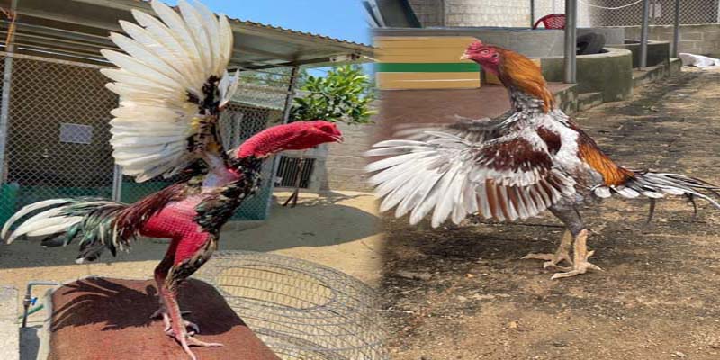 Luật Chơi Đá Gà 99OK: Quy Tắc Cơ Bản Cần Biết Khi Chiến 2 Khái quát về luật chơi đá gà